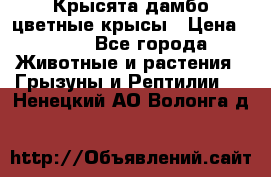 Крысята дамбо цветные крысы › Цена ­ 250 - Все города Животные и растения » Грызуны и Рептилии   . Ненецкий АО,Волонга д.